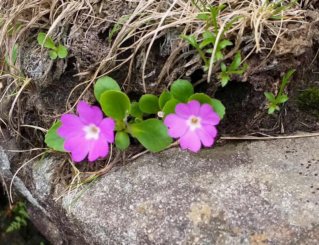 Primula apennina